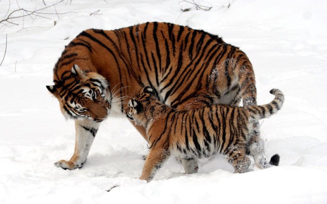 Самые смешные животные