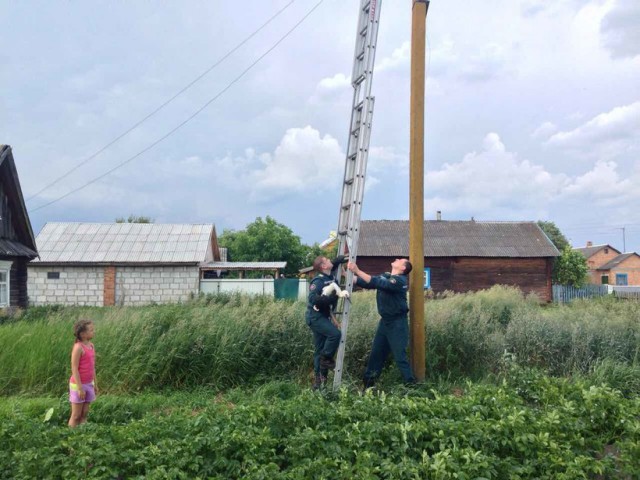 В Брестской области работники МЧС приехали спасти выпавшего из гнезда аиста