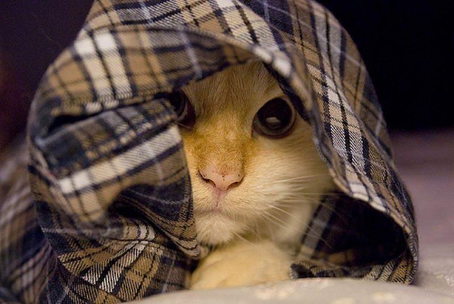 Коты и Кошки
