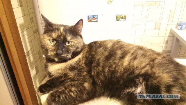Котовторник 8.08.2017