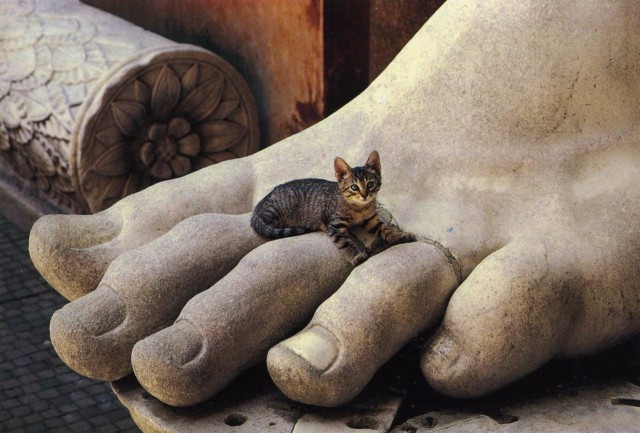 Коты и Кошки