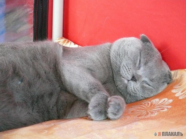 Спящие коты на среду!