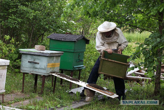 Помогите определить неведому фиговину