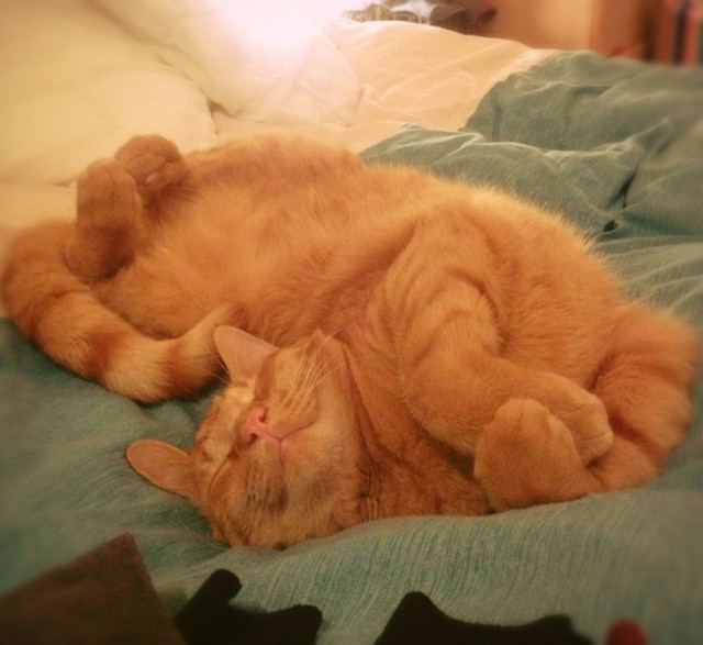 Коты и Кошки