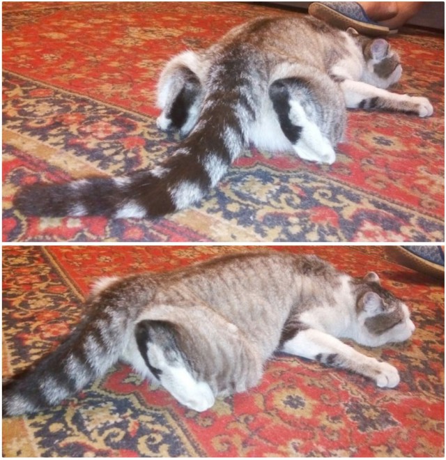 Прикольных котов пост