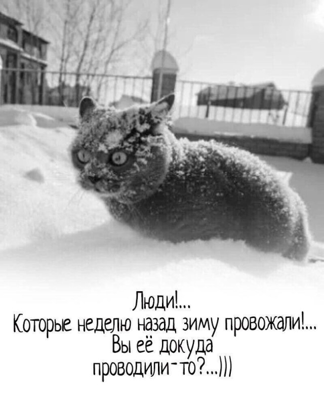 С Днем кошки!