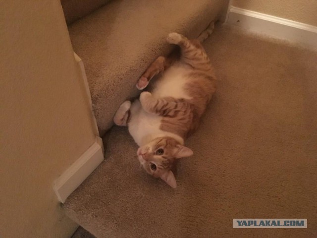 Котовторник 24.04.2018