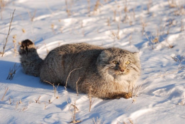 Кот без прикрас