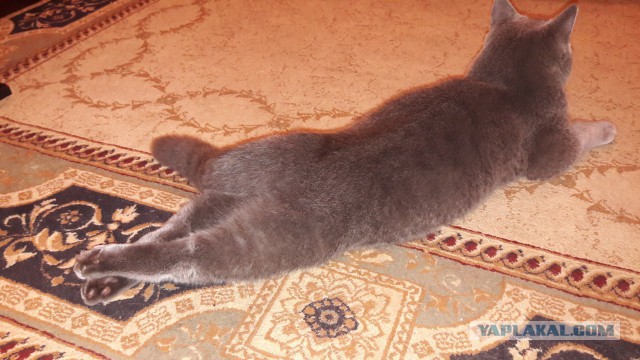 Котовторник 05.06.2018