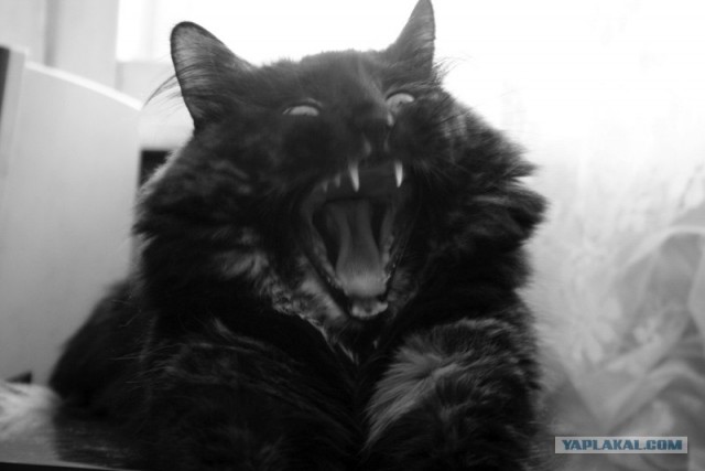 Ура, котовторник! (01.07.2008)