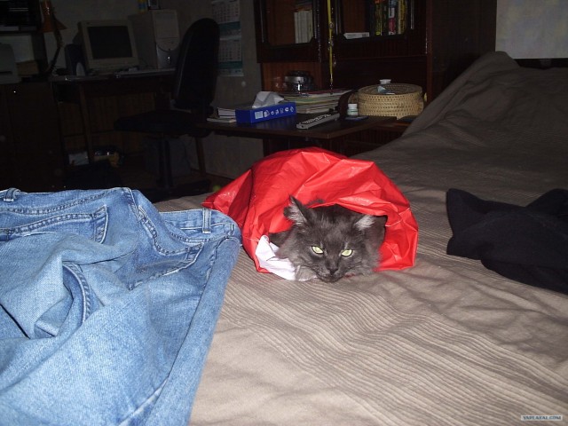 Коты на вторник на ЯПлакалъ (07.10.2008)