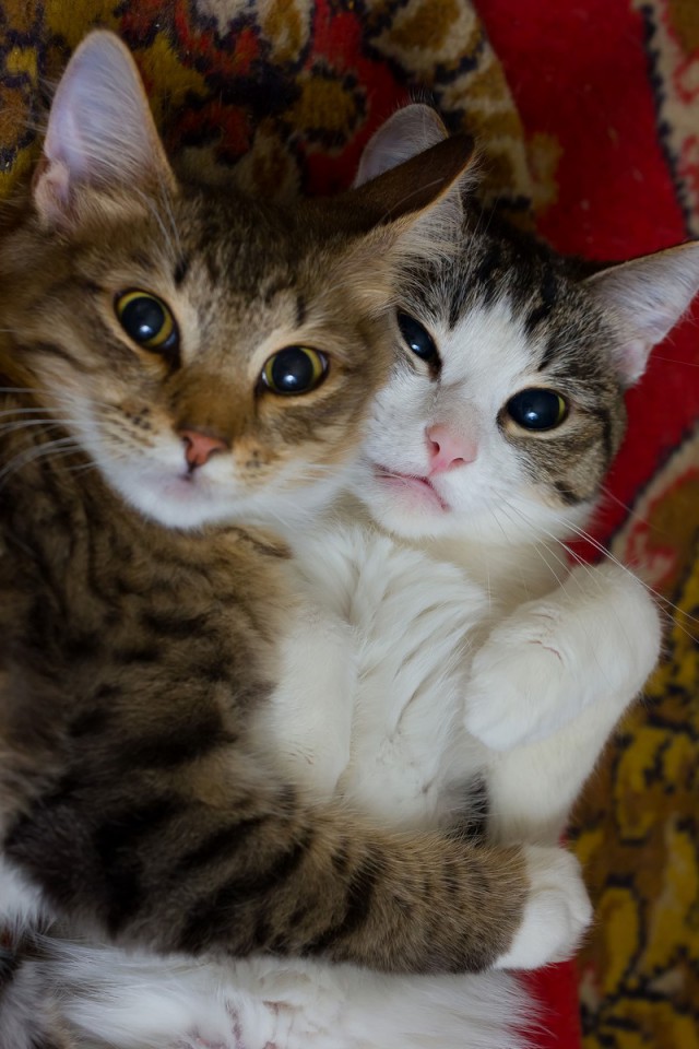 Прикольных котов пост