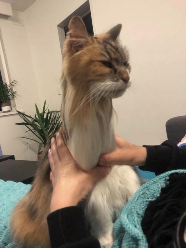 Прикольных котов пост