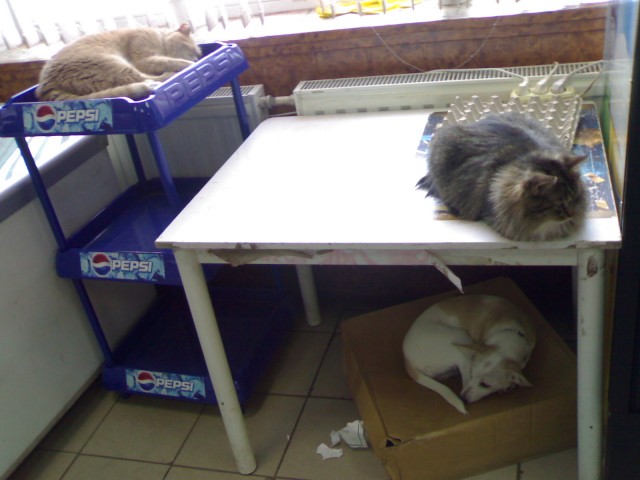 Котовторник - С праздником, котоводы!