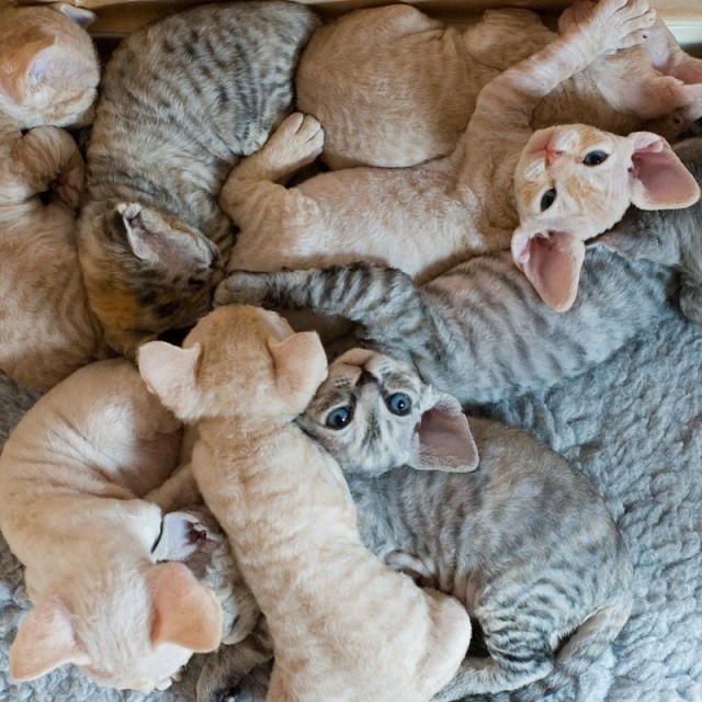 Котовторник!
