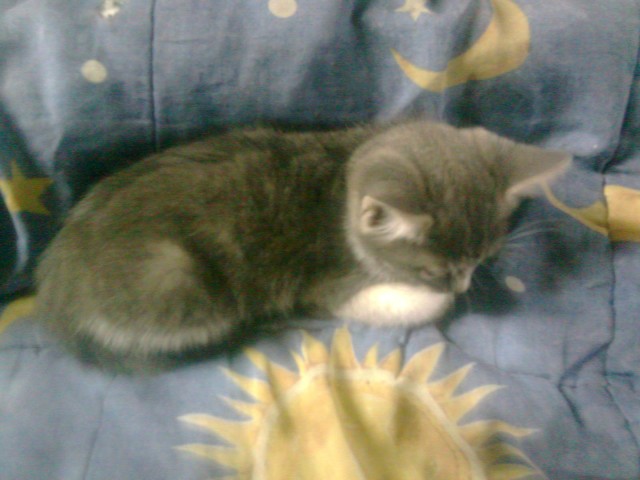 Котовторник  07.06.11