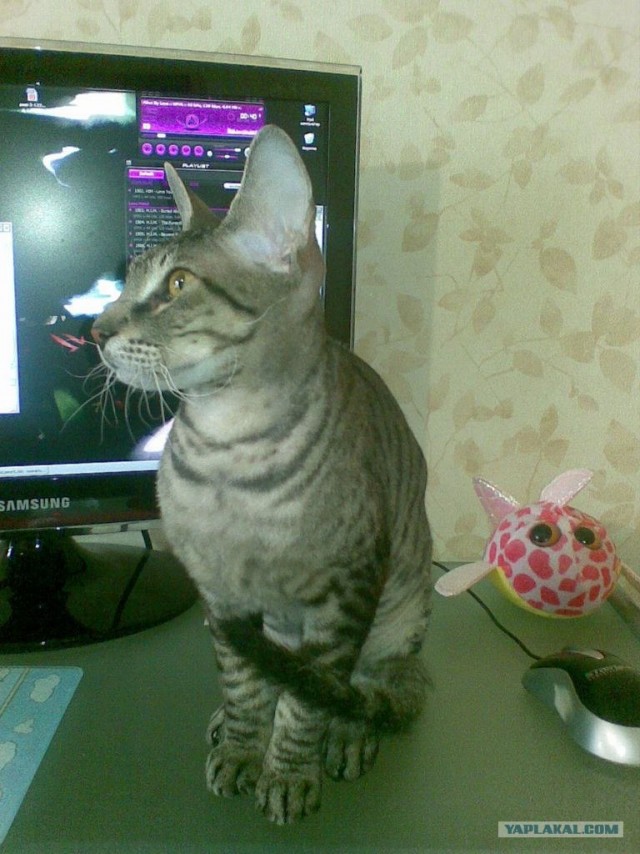 Котовторник объявляется открытым!