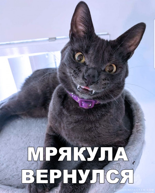 Немного милоты