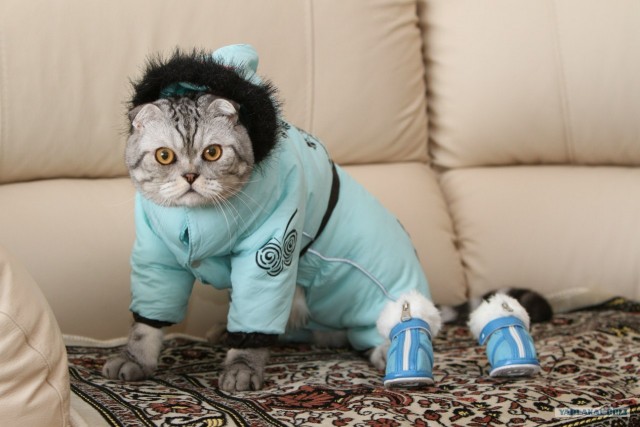 Котовторник (21.02.2012)