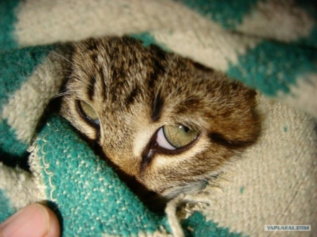 Котовторник 17.04.2012