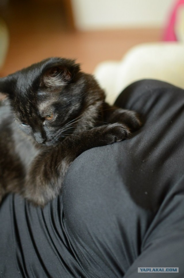Котовторник 8 мая 2012