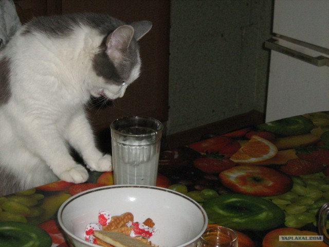 Котовторник 10. 07. 2012