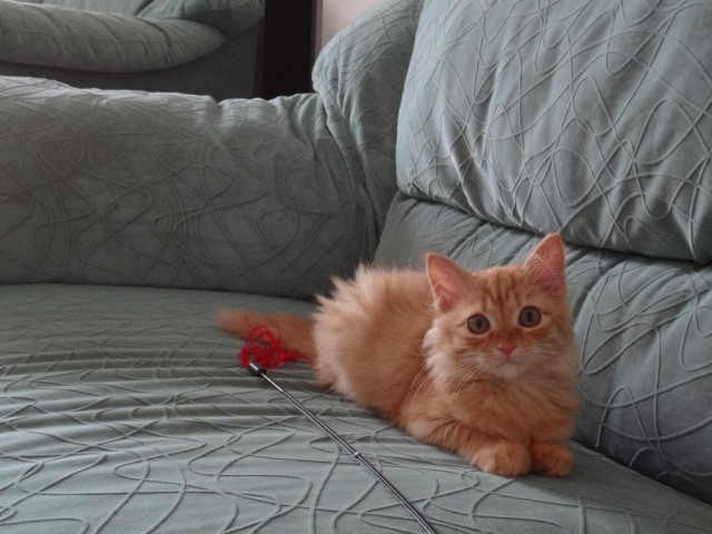 Котовторник  16.10.12