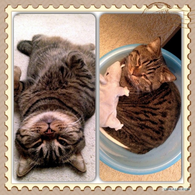 Котовторник 30.10.2012