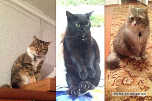 Помогаю бездомным котам, кормлю кошек зимой