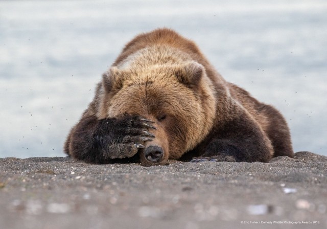 Comedy Wildlife 2019 – конкурс самых забавных фотографий дикой природы