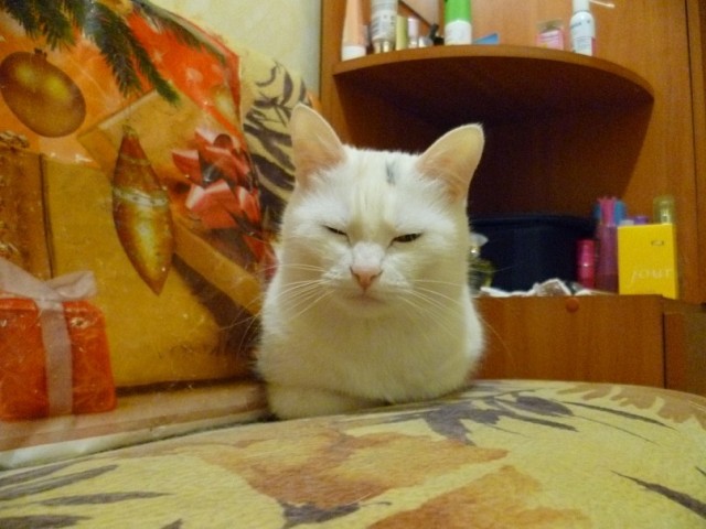 Забавные фото котеек