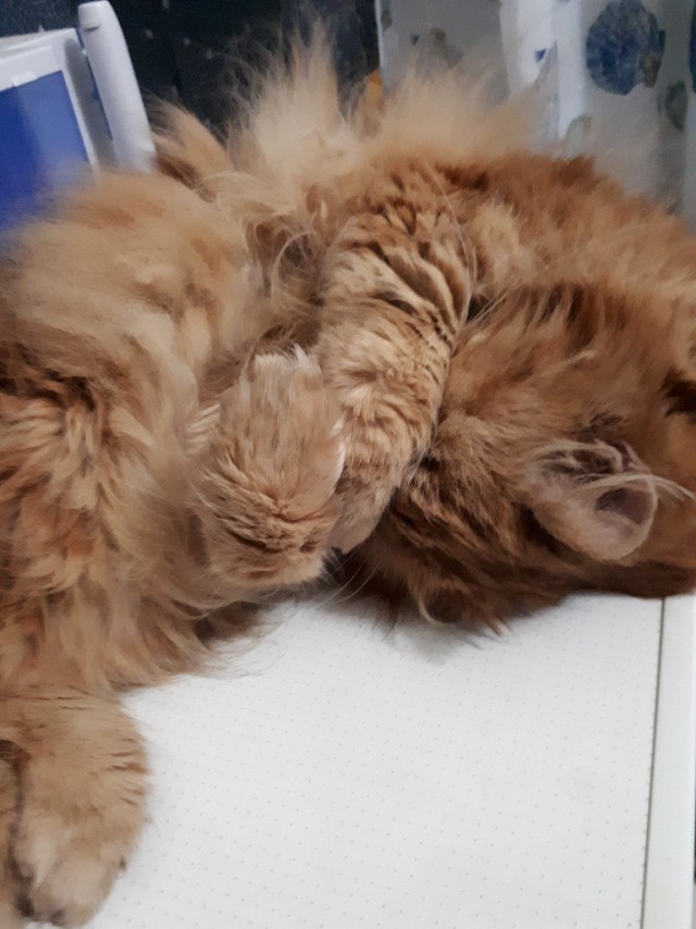 Забавные картинки с котами из сети