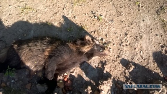 Когда неожиданно встретил лису. Люди делятся фотками