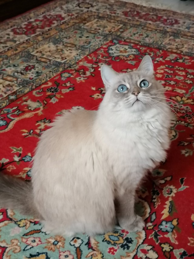 Кошки , кошечки, котяры 14.03.21