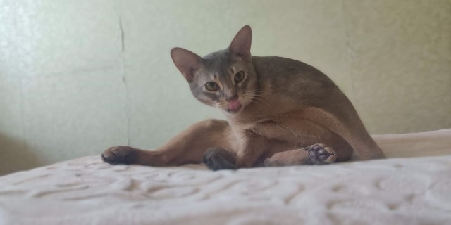 А котовторник уже начался?