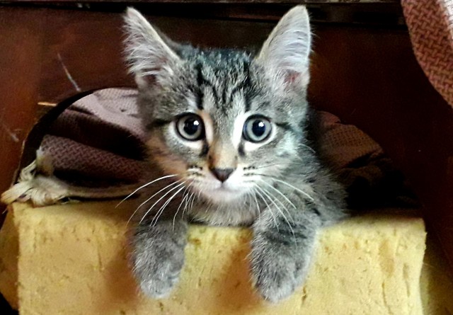 Хоба! Котовторник!