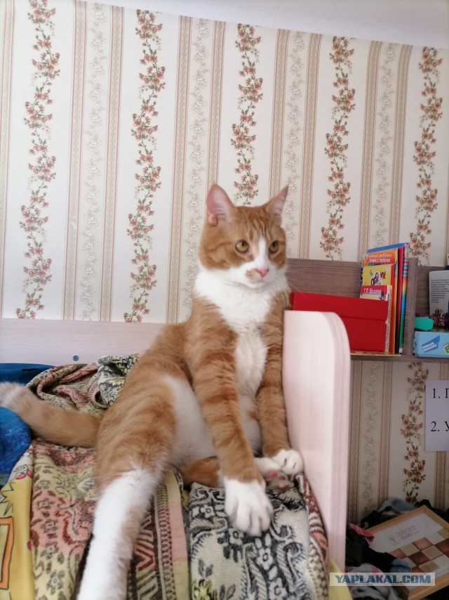 Хоба! Котовторник!