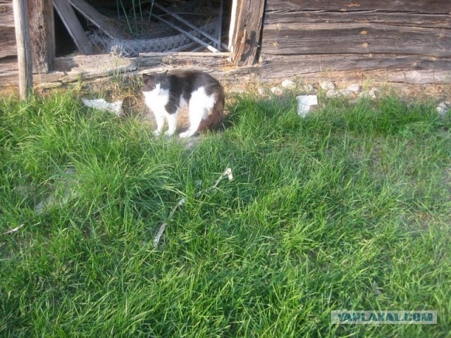 Жизнь домашнего приюта для котеек 355