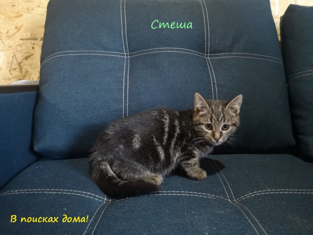 Жизнь домашнего приюта "Котоленд" 310