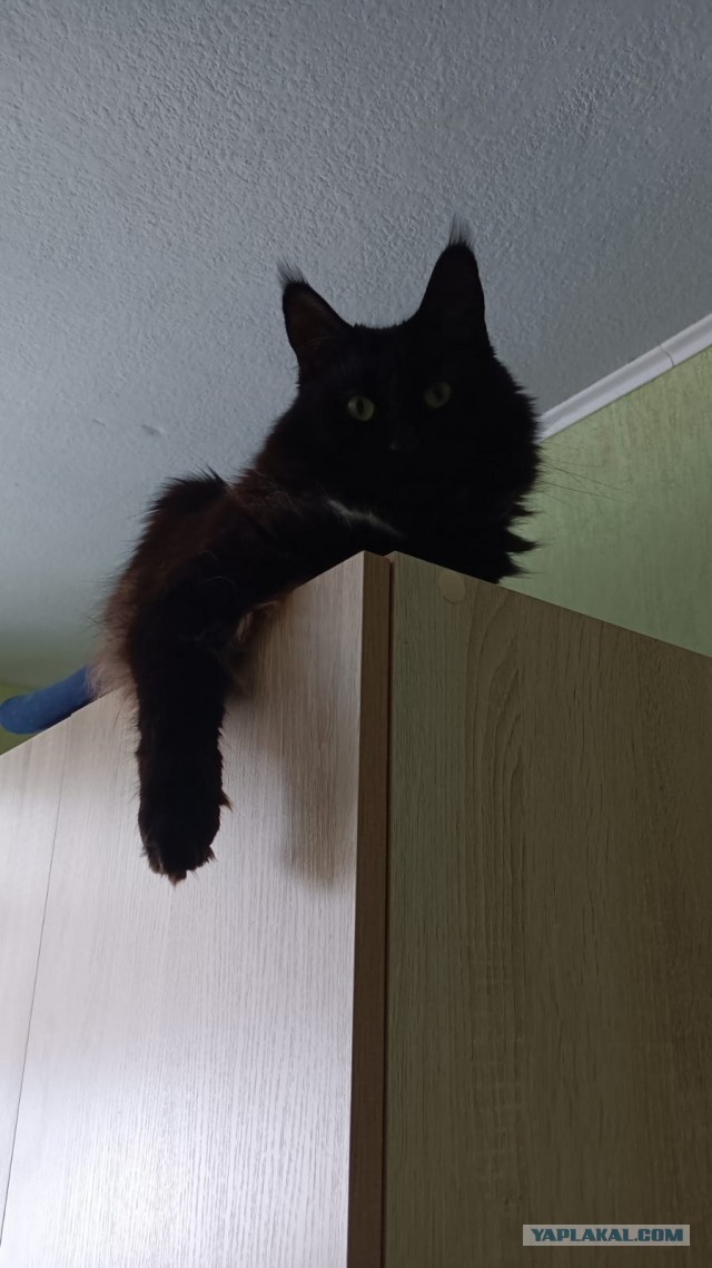 МИРУ - МИР ! Котикам - котовторник !