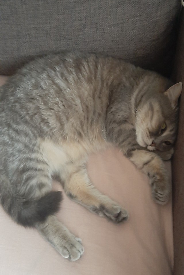 А ваши котейки че счас делают?