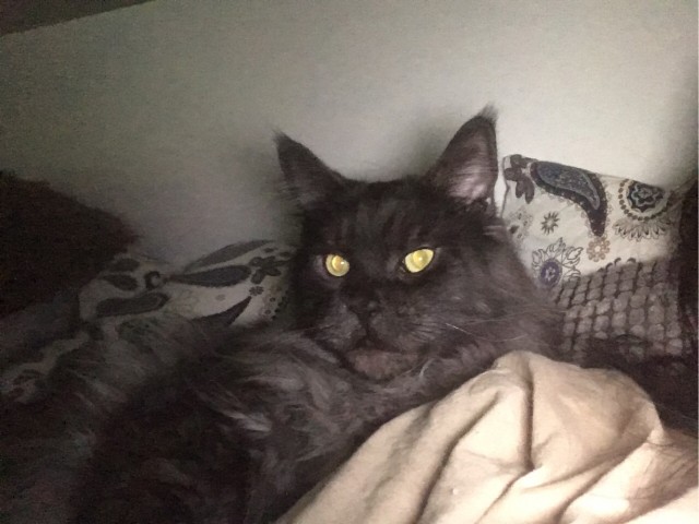 С праздником и котофторником!