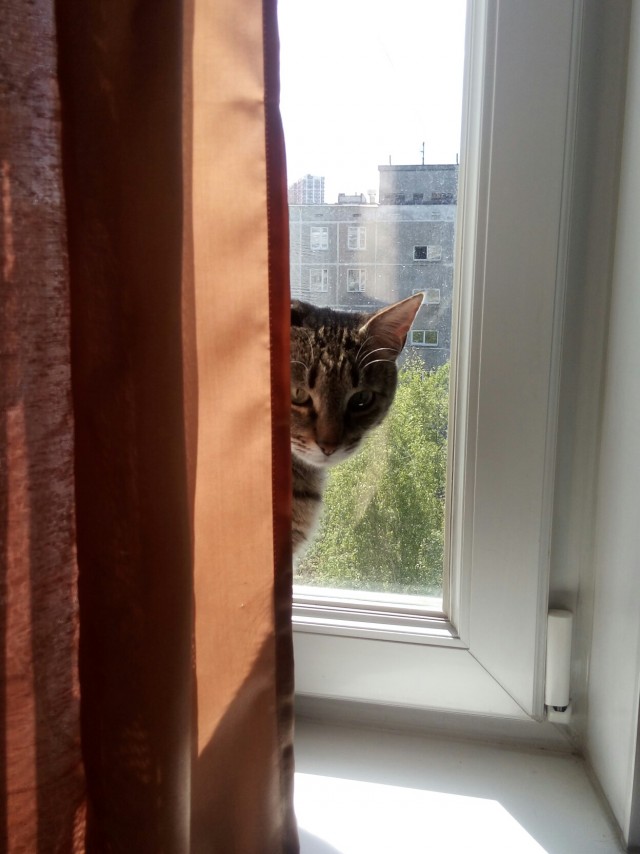 Котовторник 07.06.2022