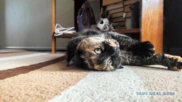Котовторник 19.07.22