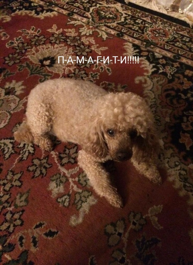 Хана жирдяю!