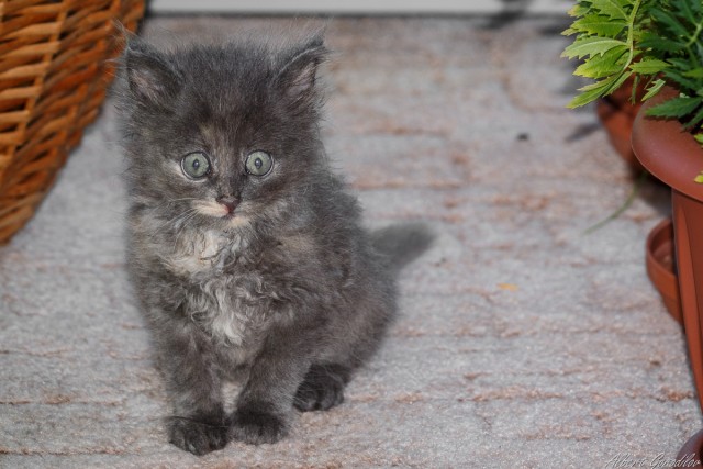 На котовторник
