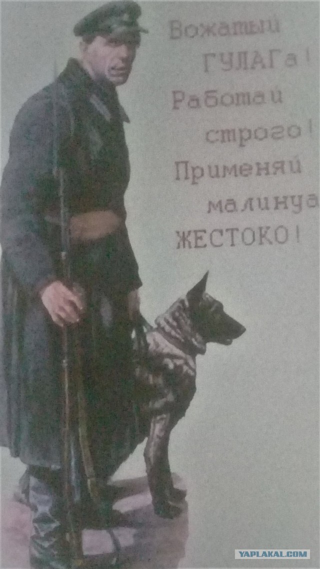 Малинуа - я не хотел бы служить с этой собакой и уж тем более не возьму ее домой