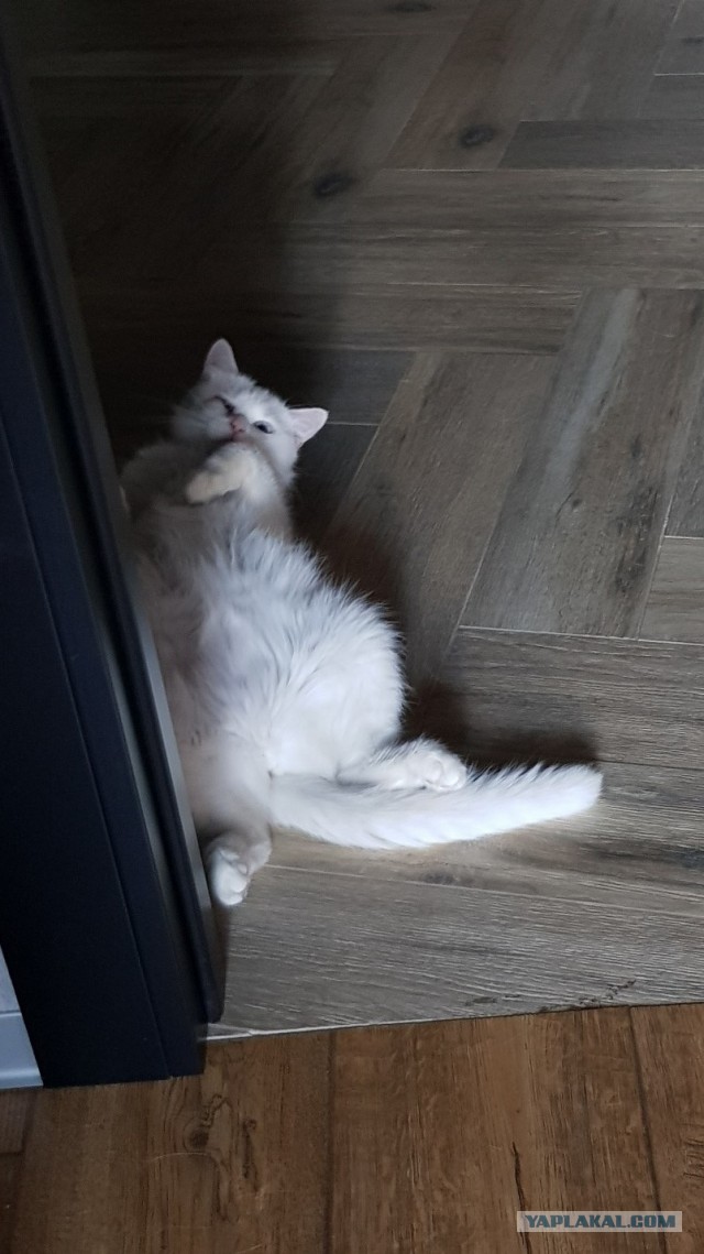 Уличный котей - 1, домашний котей +1