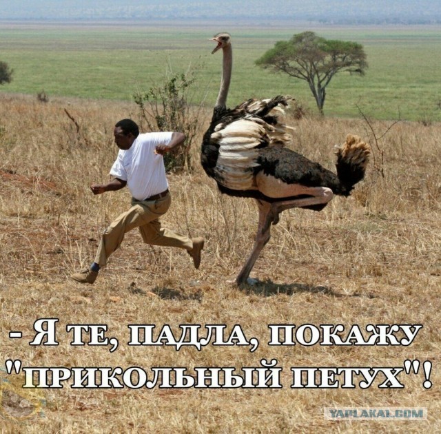 "Они чувствуют твой страх.."