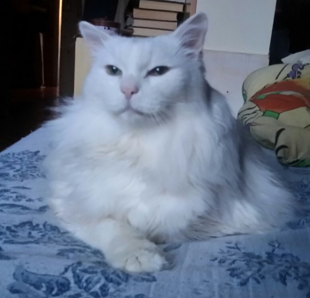 Коты белые, 12 литров